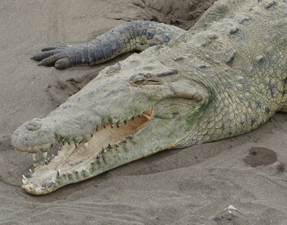 American Crocodile - ML646797089