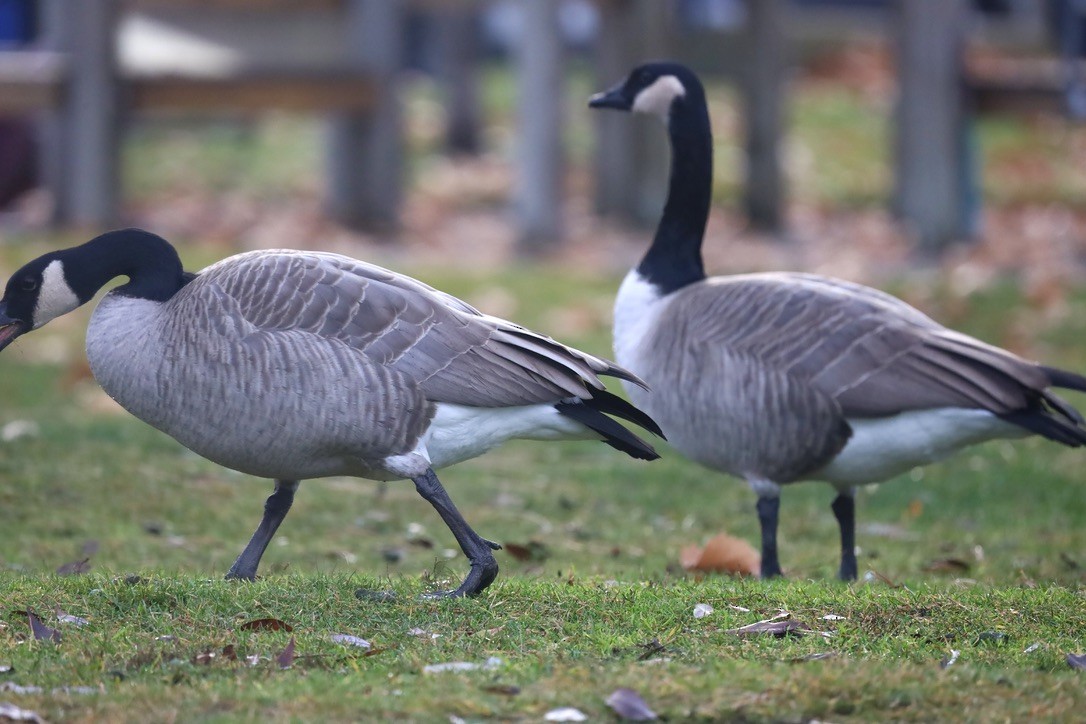 Kanada Kazı - ML646797091