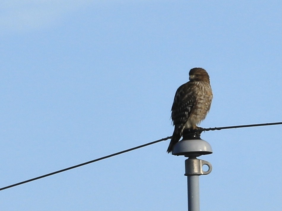 Kızıl Omuzlu Şahin - ML646797092