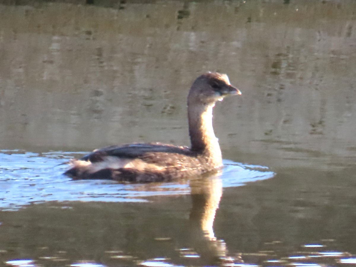 Kalın Gagalı Batağan - ML646797093