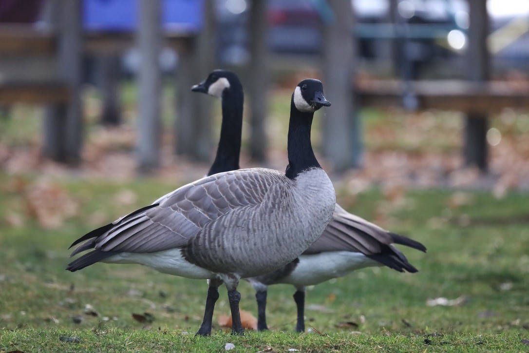 Kanada Kazı - ML646797094