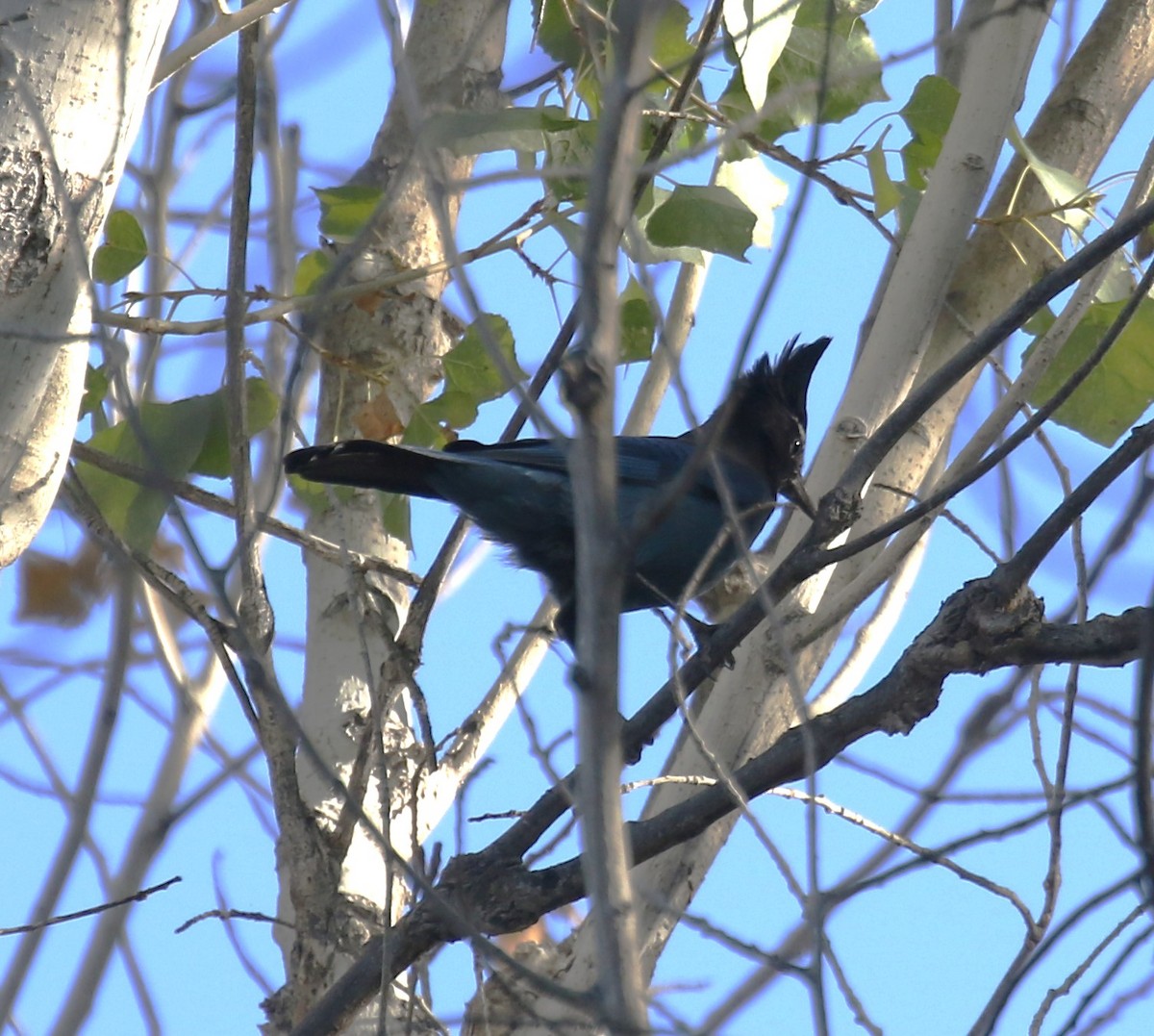 Стеллерова сойка [группа diademata] - ML646797096