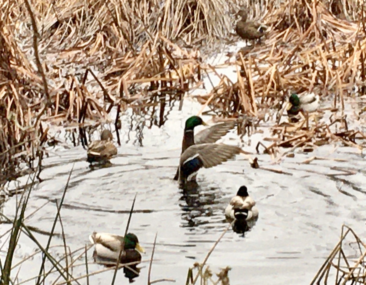 Yeşilbaş - ML646797097