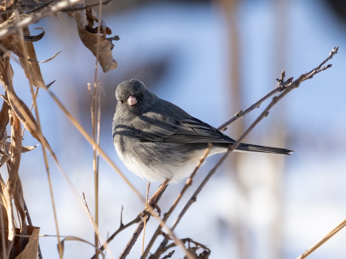 Kara Gözlü Junko - ML646797099