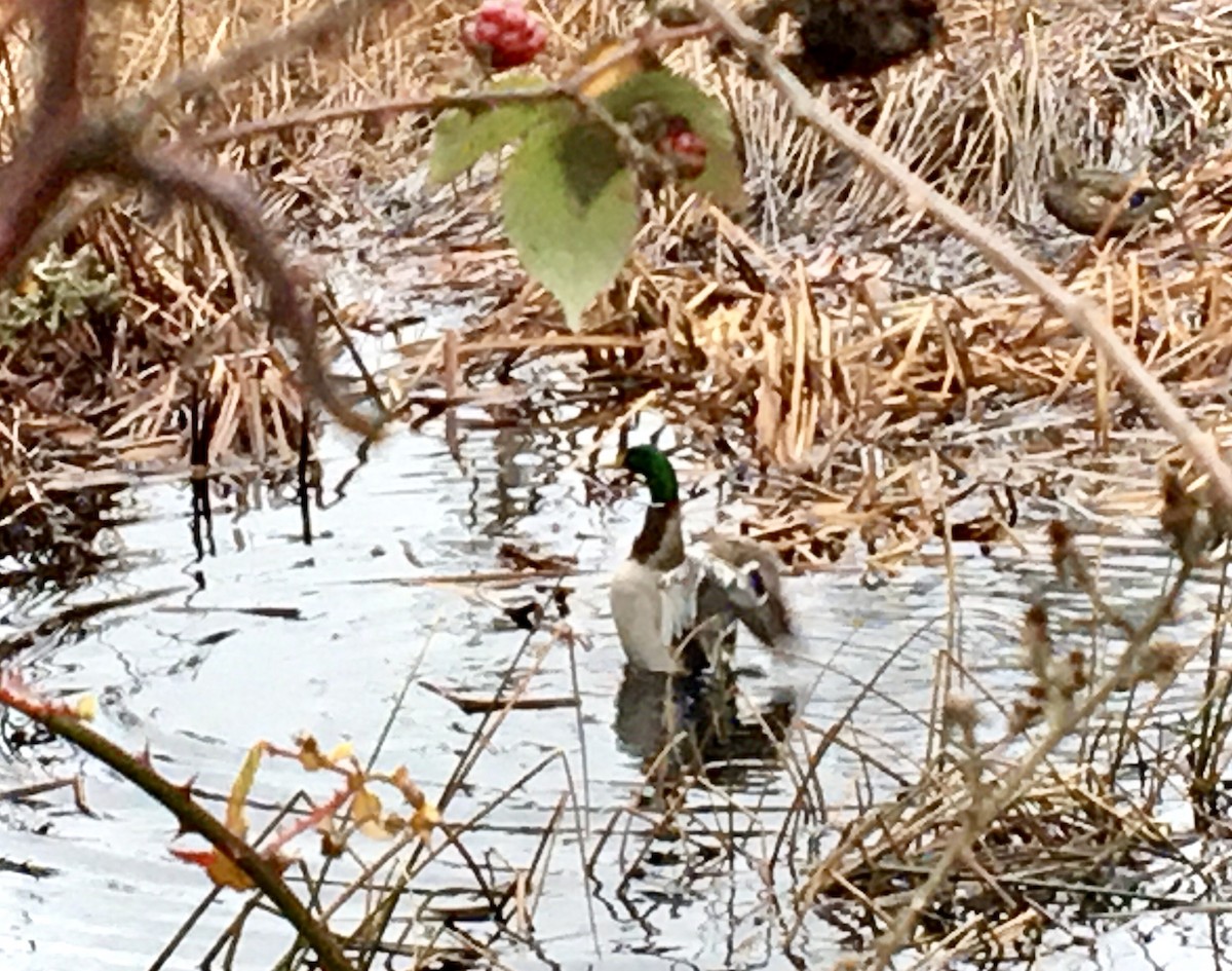 Yeşilbaş - ML646797100