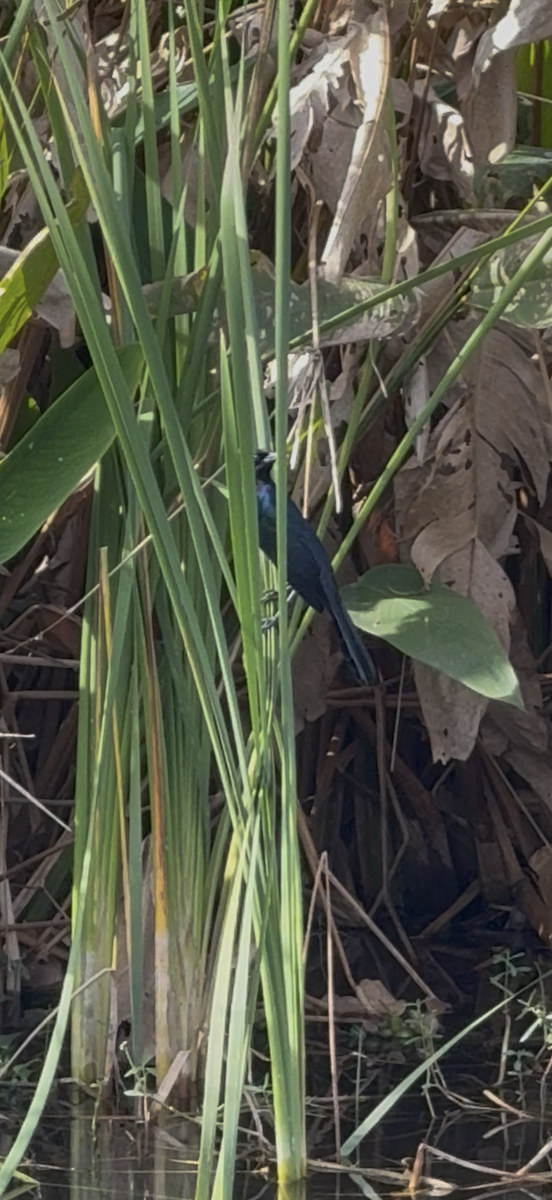 Denizci Kiskal - ML646797101