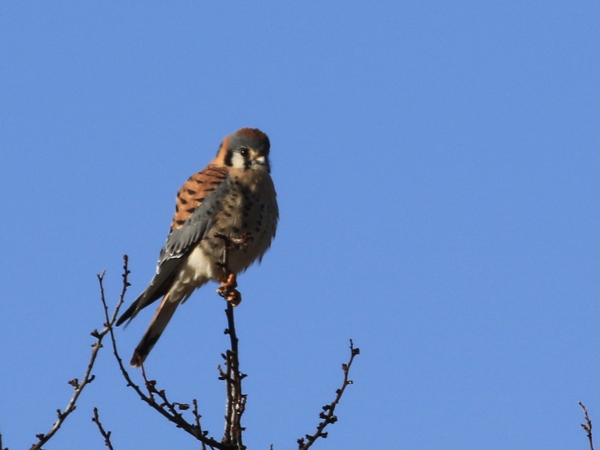 Ala Kerkenez - ML646797102