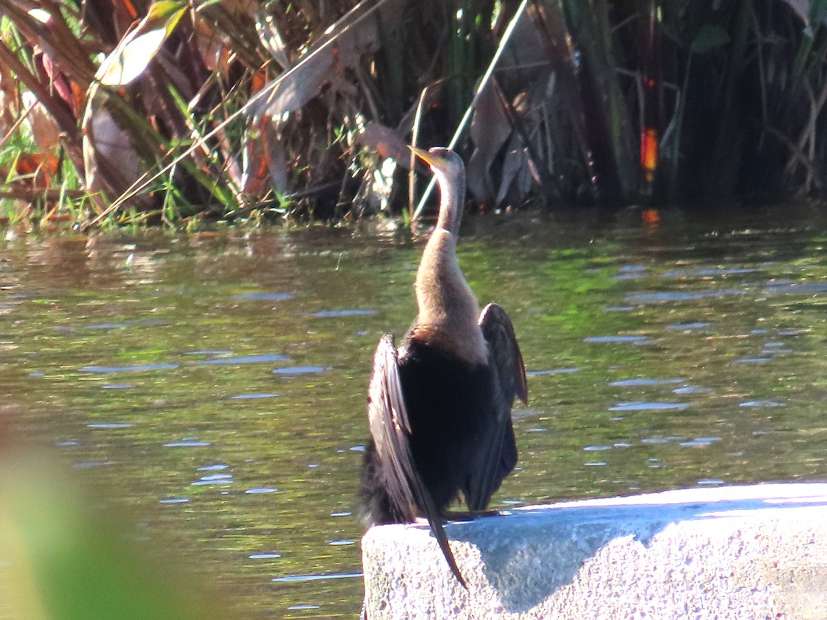 Amerika Yılanboyunu - ML646797103