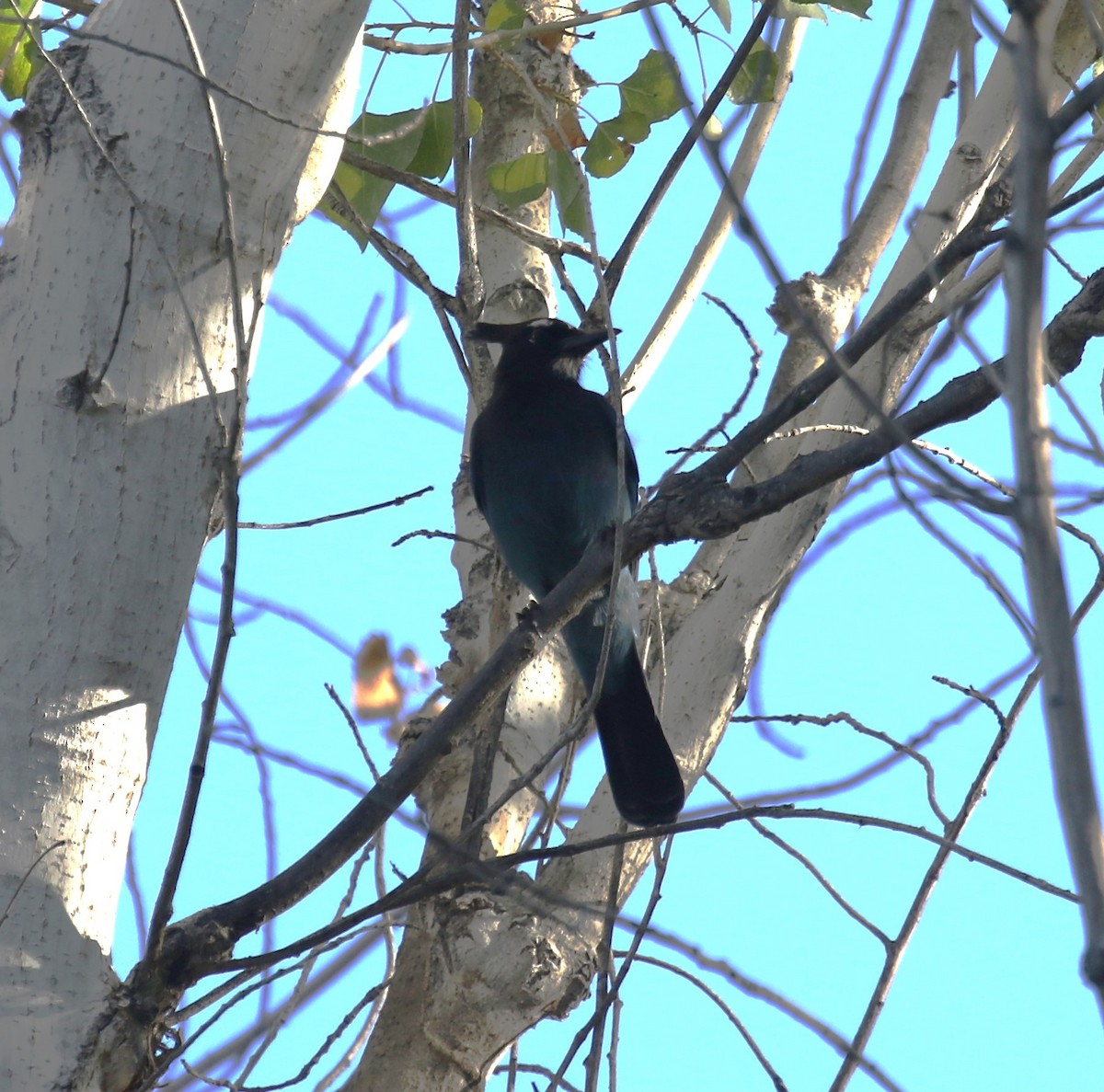 Стеллерова сойка [группа diademata] - ML646797106