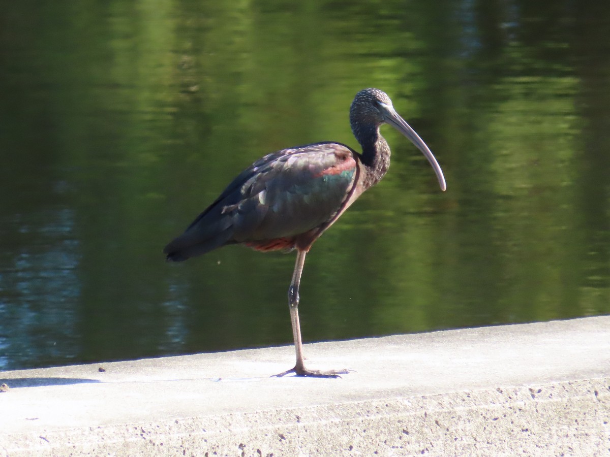 Çeltikçi - ML646797109