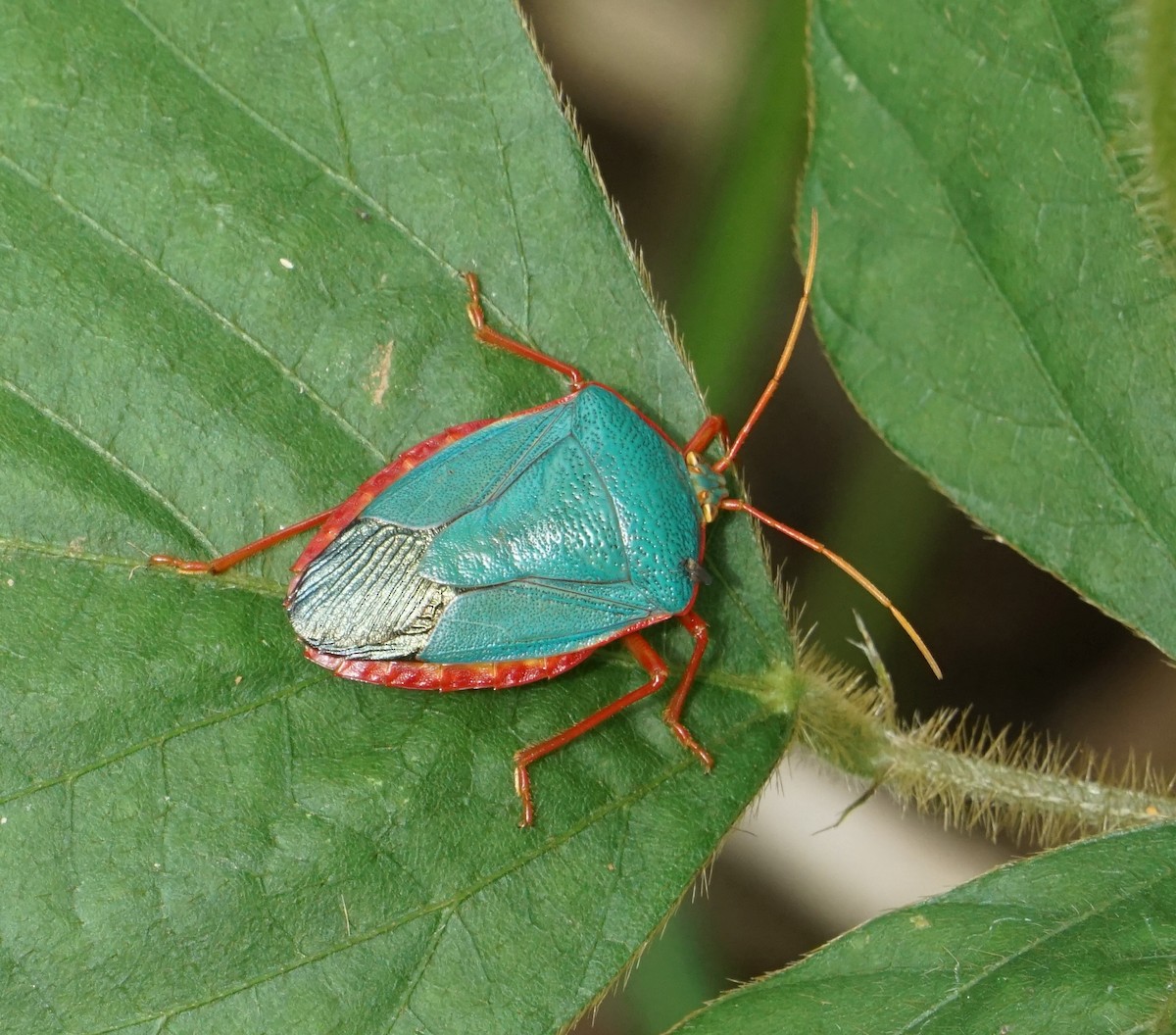 Red-bordered Stink Bug - ML646797115