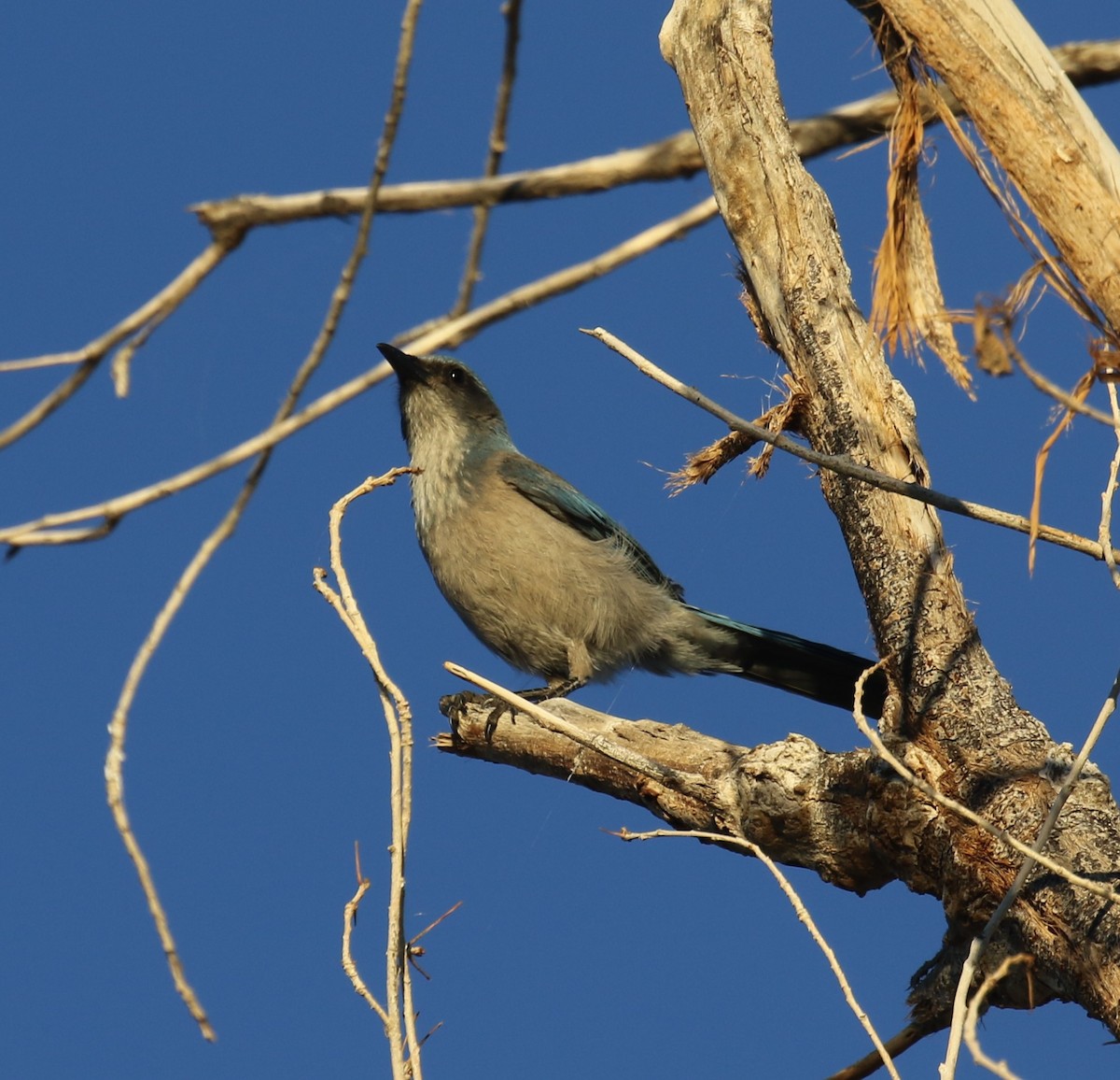 Woodhouse's Scrub-Jay - ML646797116