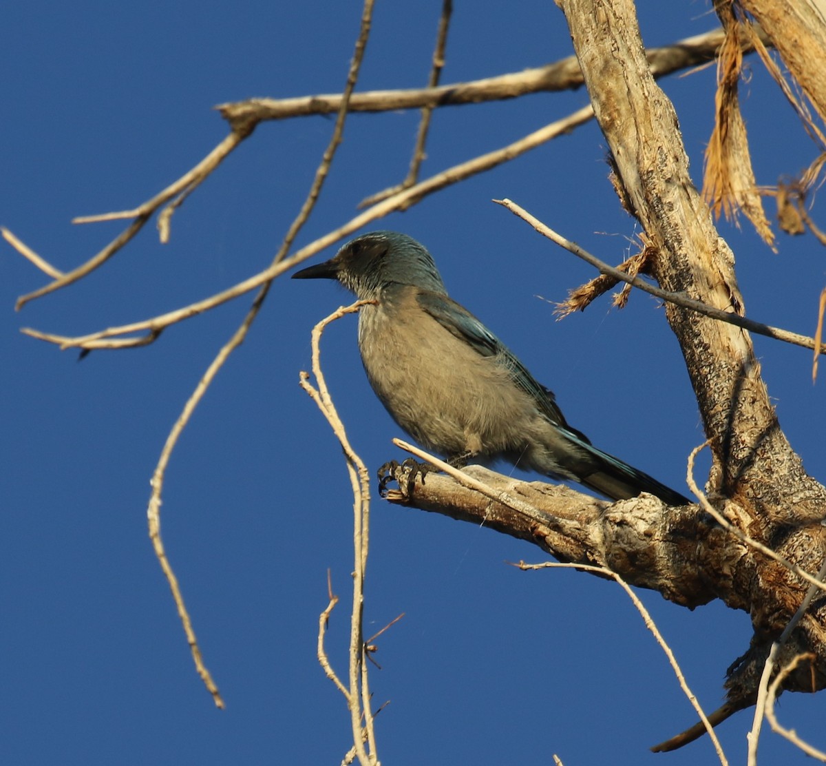 Woodhouse's Scrub-Jay - ML646797118