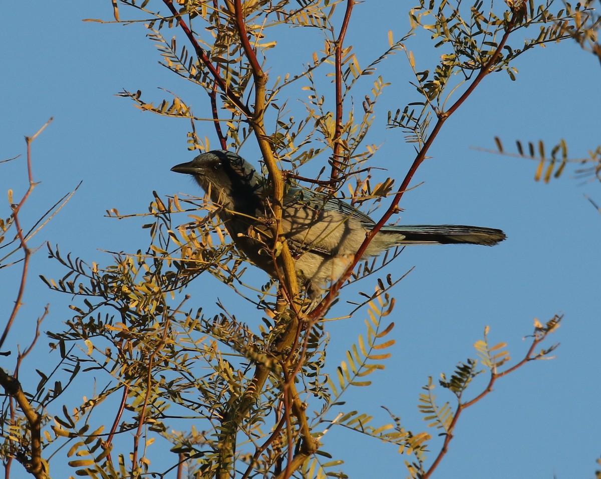 Woodhouse's Scrub-Jay - ML646797120