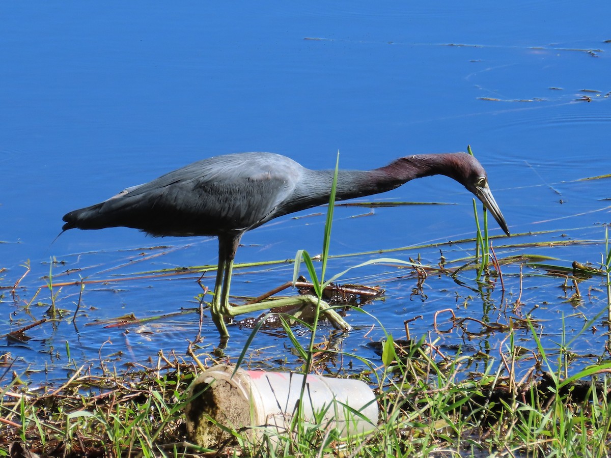 Mavi Balıkçıl - ML646797122