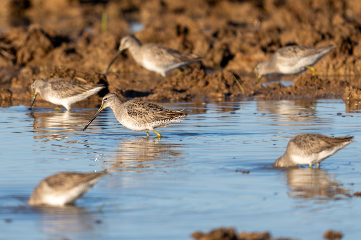 Uzun Gagalı Suçulluğu - ML646797123