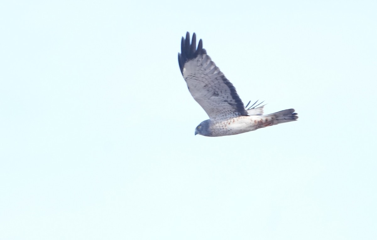 Northern Harrier - ML646797124