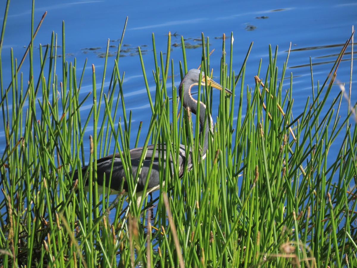 Dreifarbenreiher - ML646797128