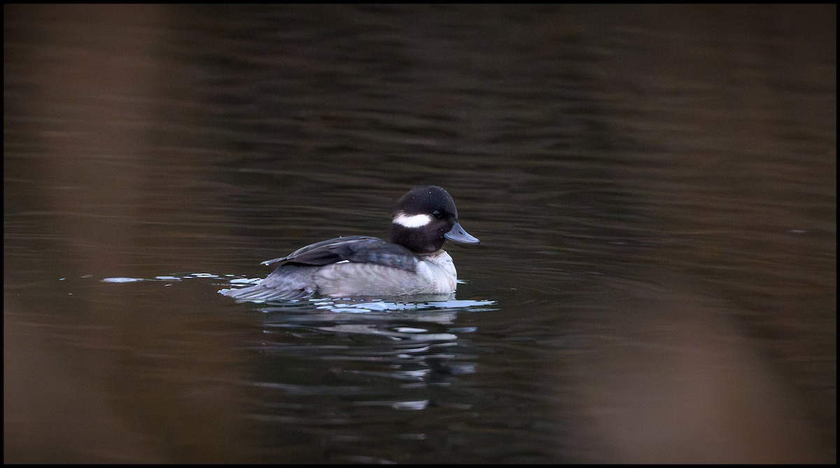 Гоголь-головастик - ML646797130