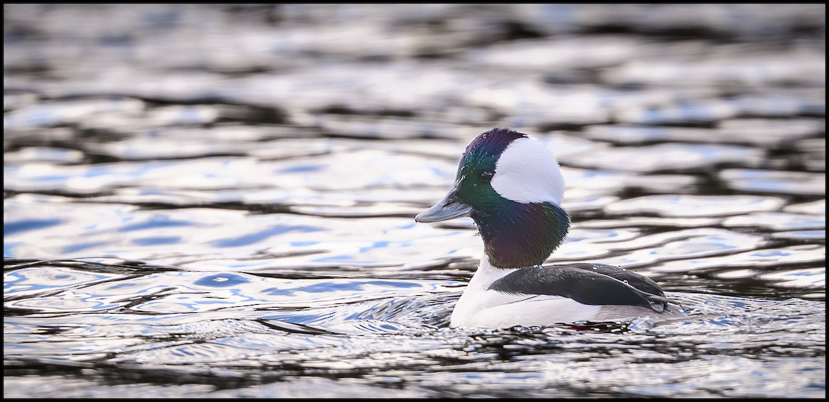 Гоголь-головастик - ML646797131