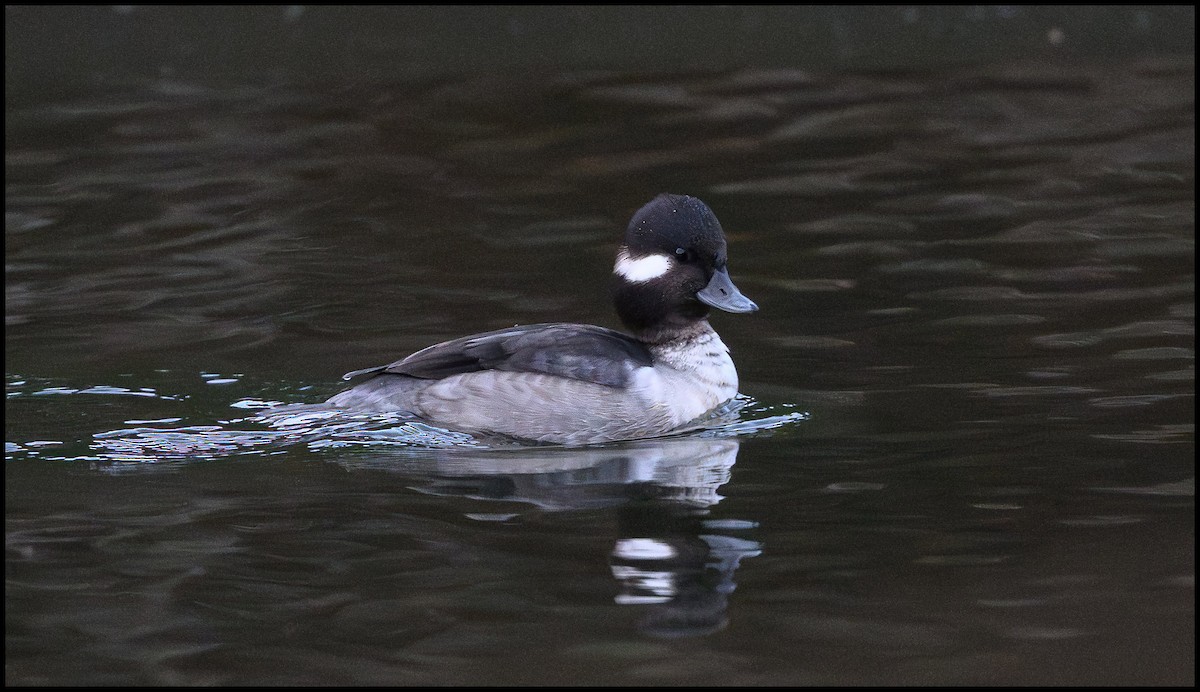 Гоголь-головастик - ML646797132