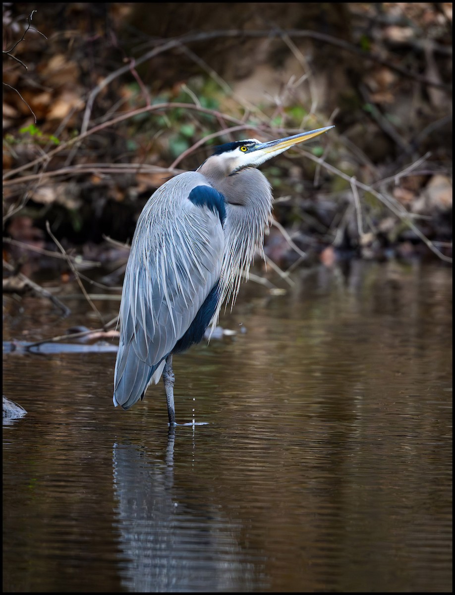 Большая голубая цапля - ML646797137