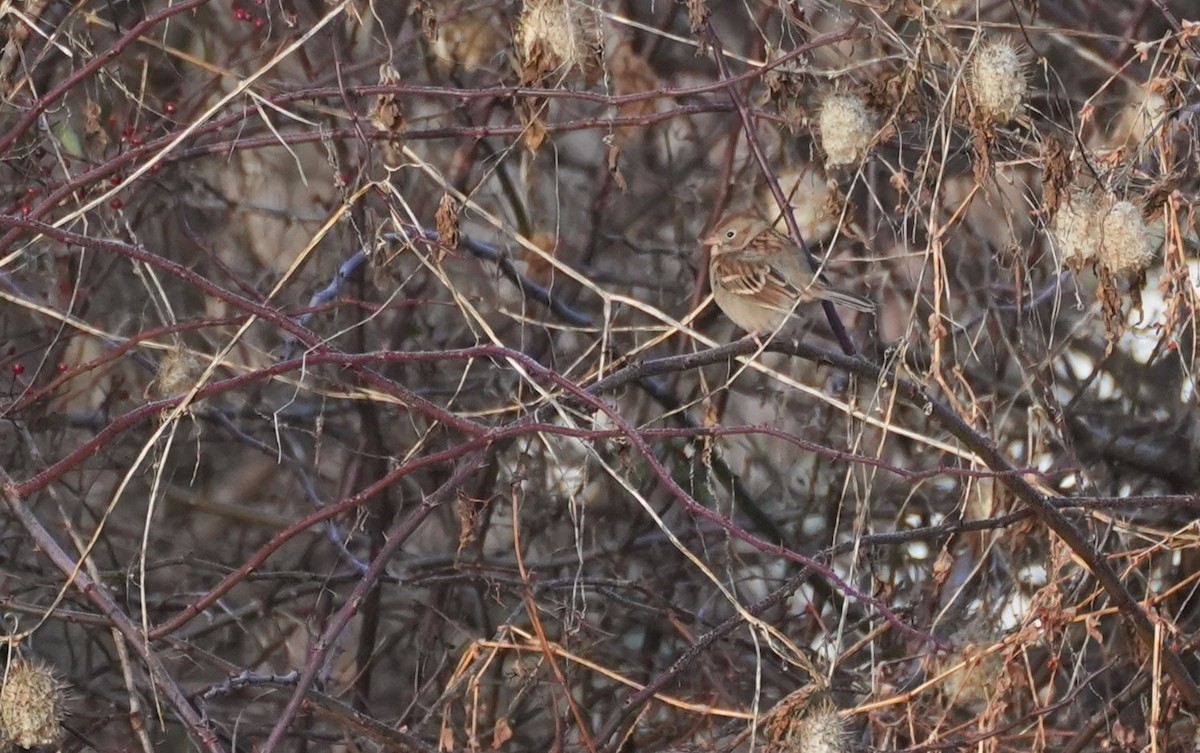 Field Sparrow - ML646797139