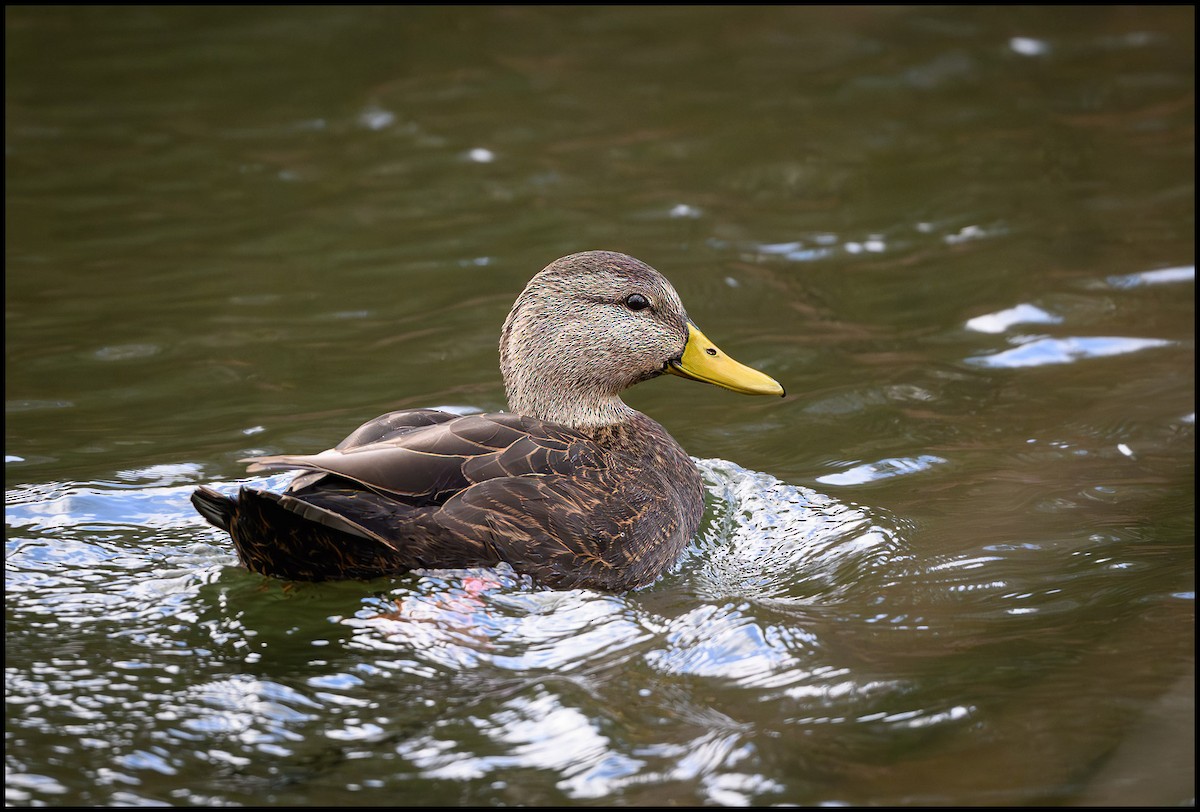 Американская кряква - ML646797142