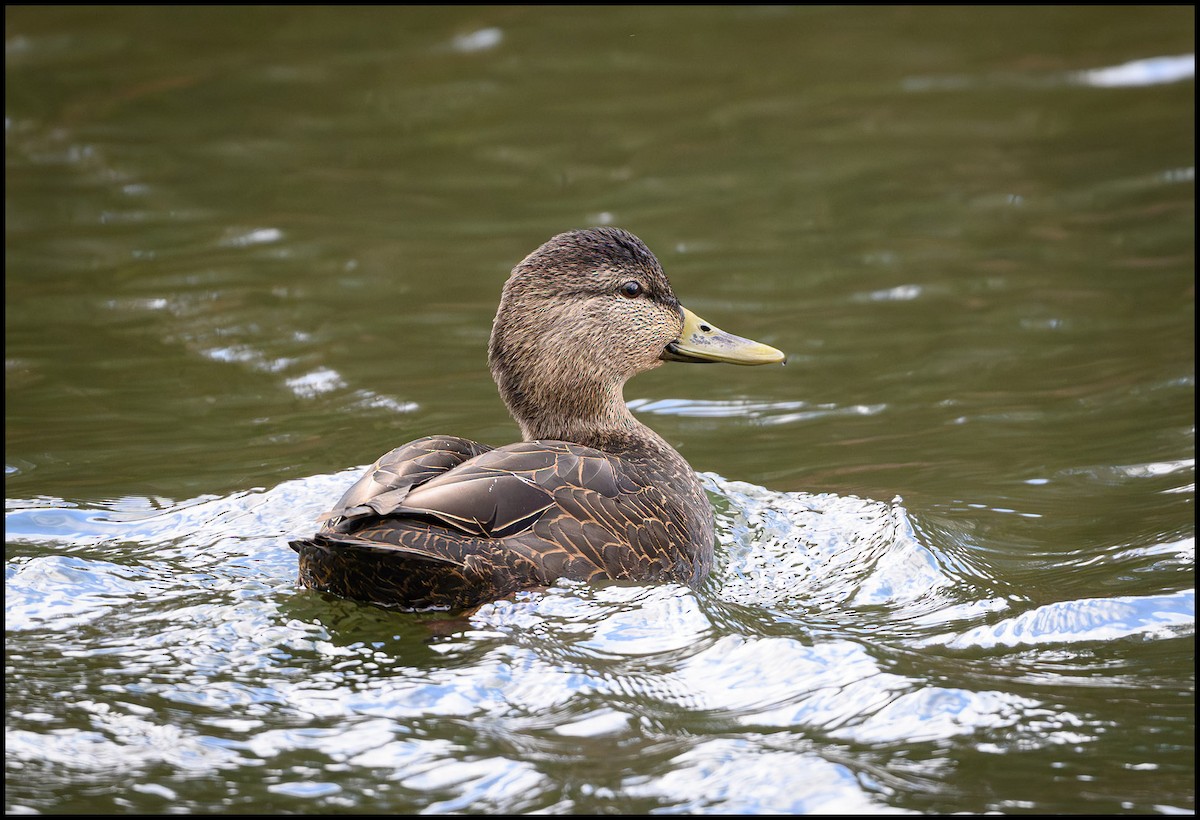 Американская кряква - ML646797143