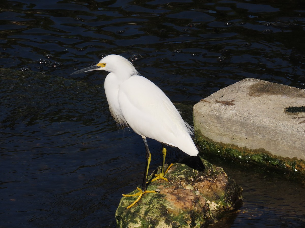 Schmuckreiher - ML646797144