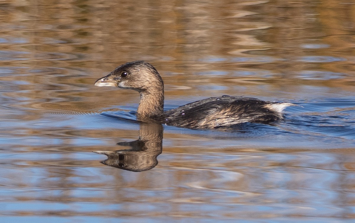 Bindentaucher - ML646797146