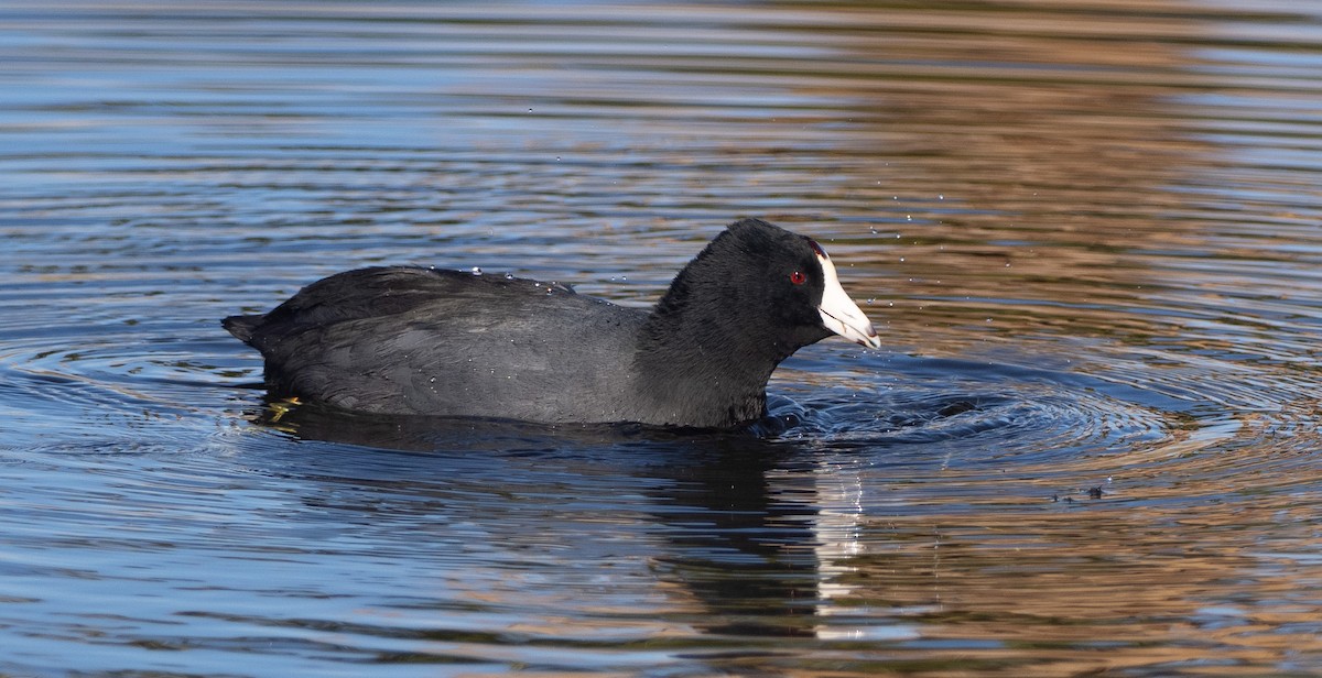 Indianerblässhuhn - ML646797149