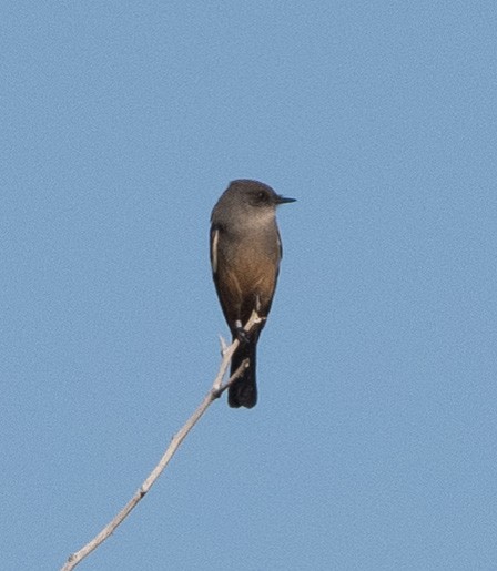 Zimtbauch-Phoebetyrann - ML646797152