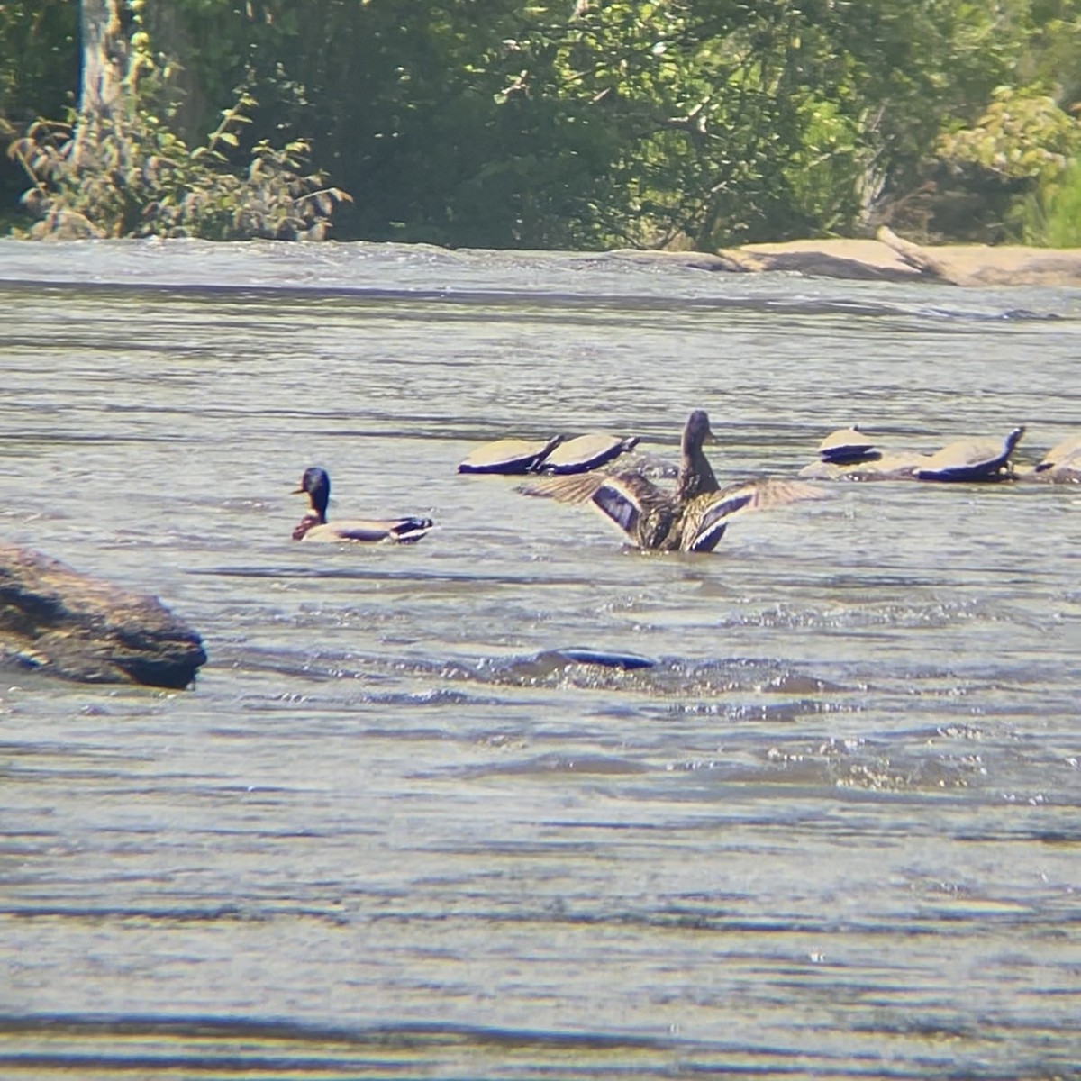 Canard colvert - ML646797153