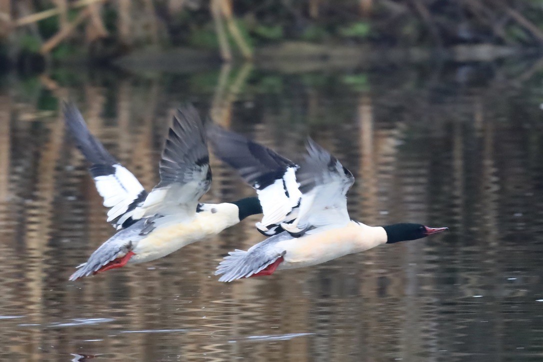 川秋沙 - ML646797155