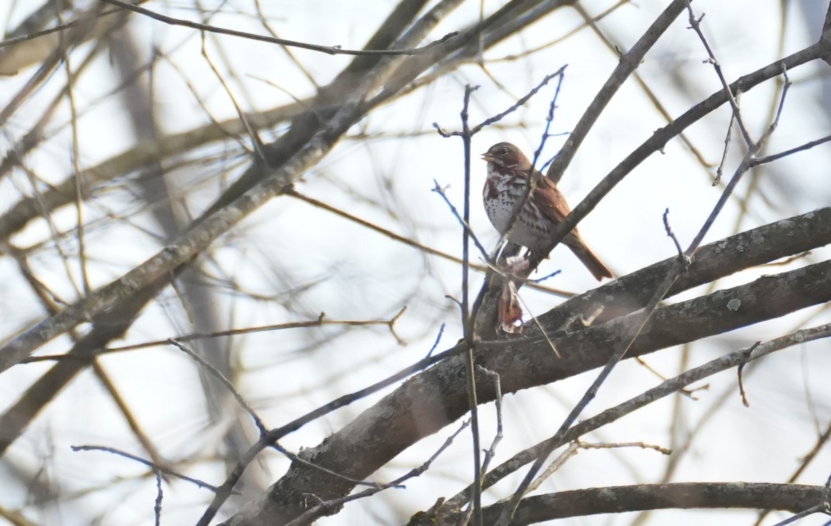 Fox Sparrow (Red) - ML646797156