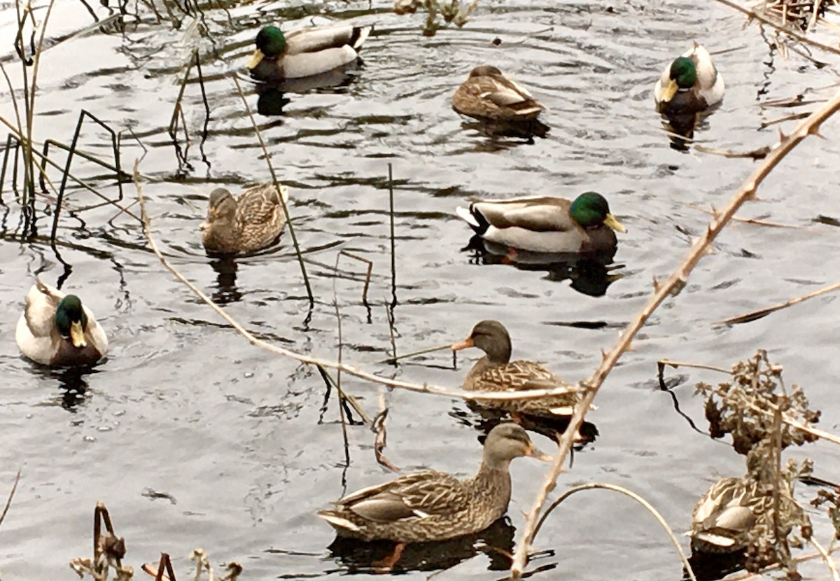 Mallard - ML646797157