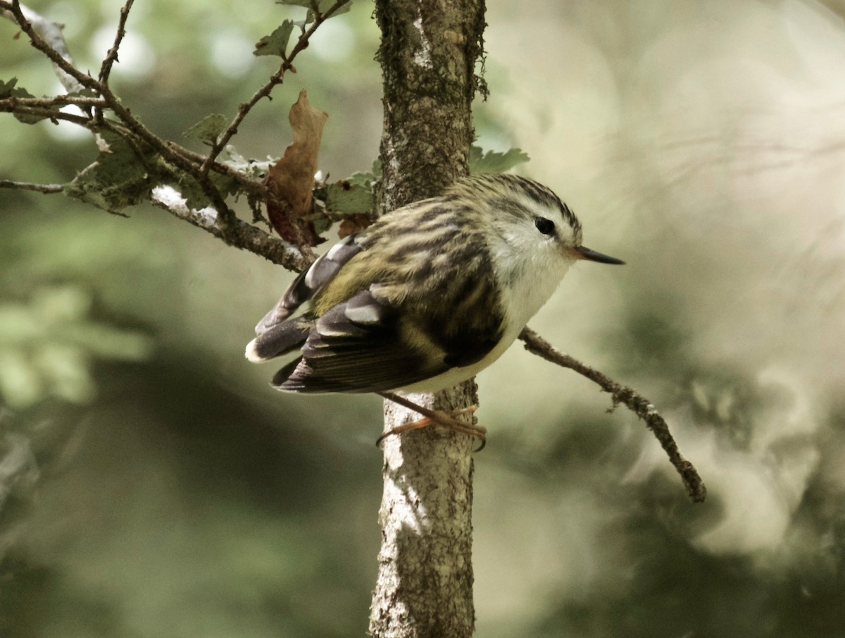 skogklatresmett - ML646797158