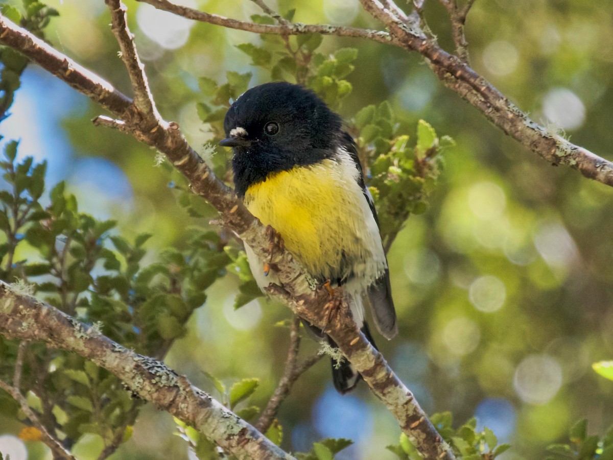 maoriflueskvett - ML646797163