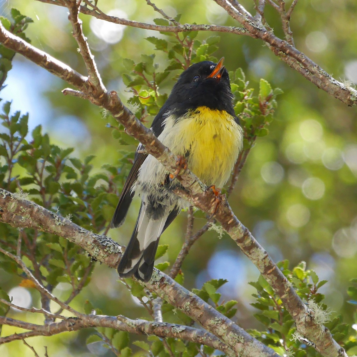 maoriflueskvett - ML646797164