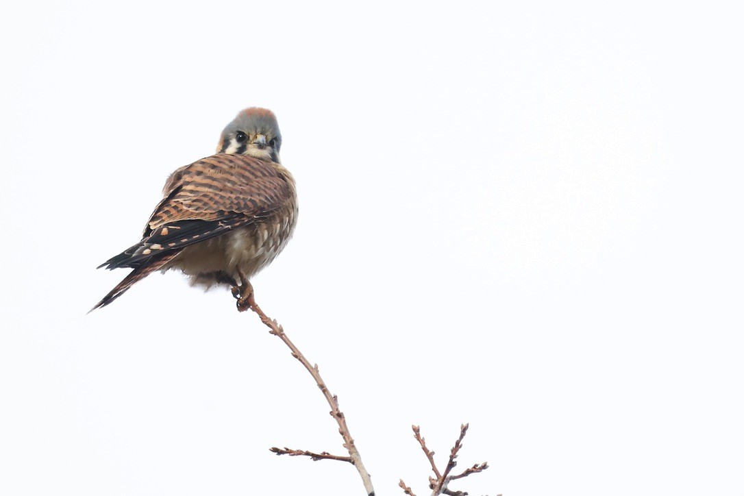 American Kestrel - ML646797165