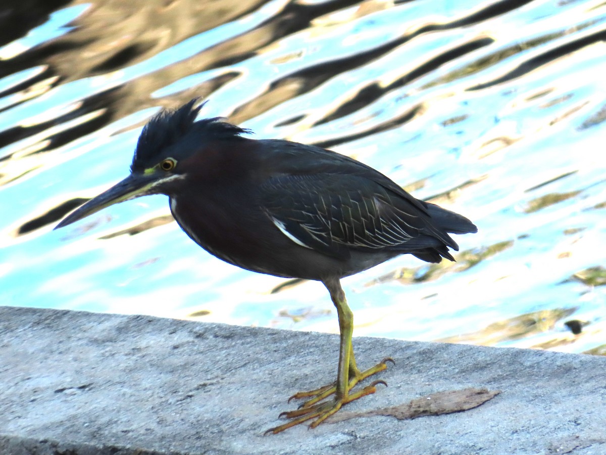 Grünreiher - ML646797167