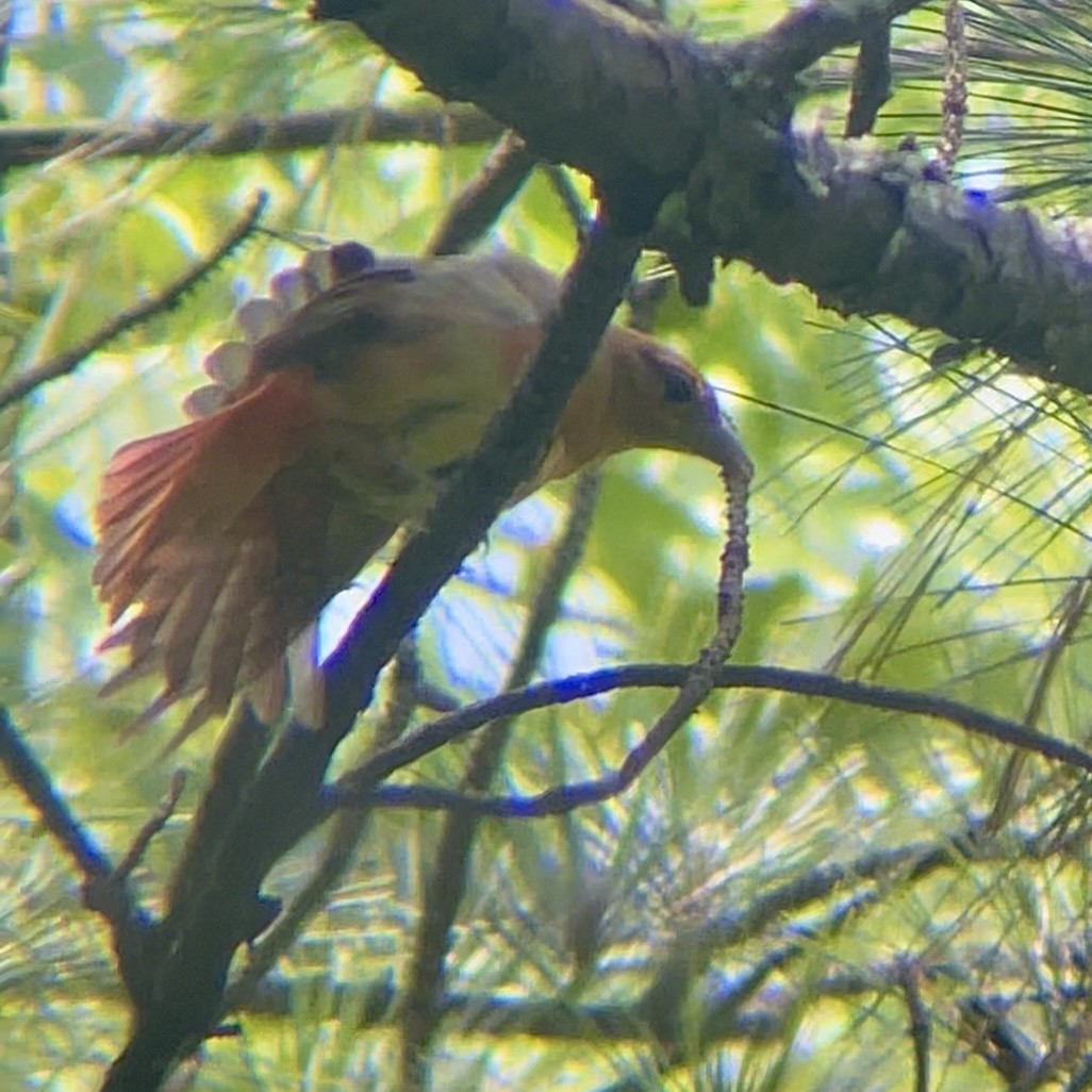 Piranga vermillon - ML646797168