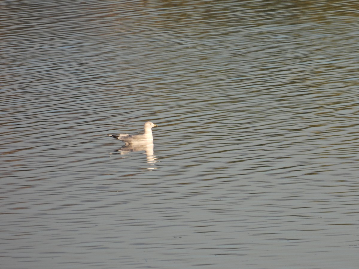 Мартин делаверський - ML646797170