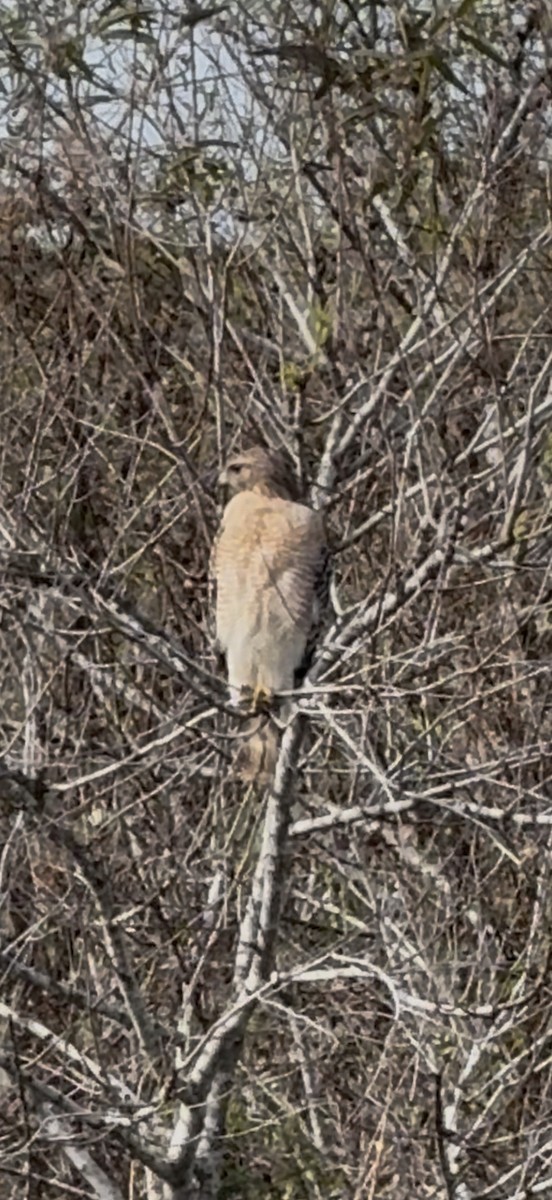 カタアカノスリ - ML646797171