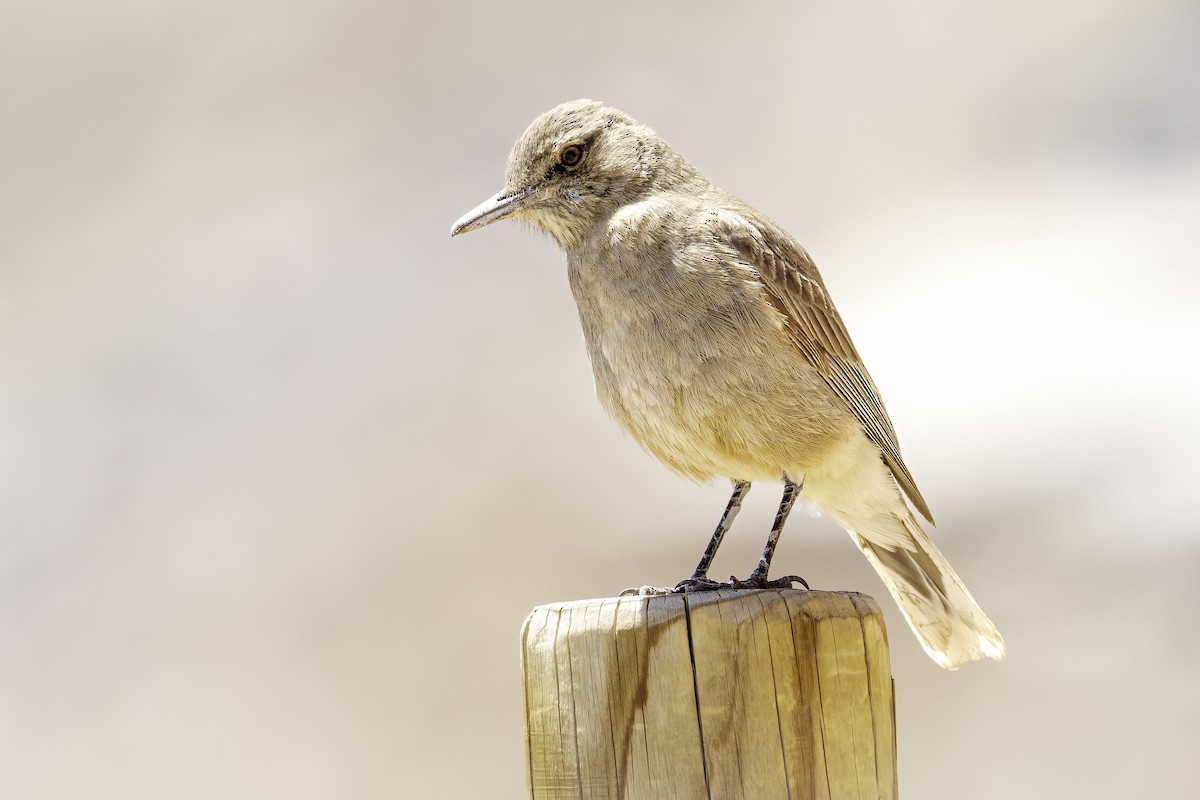 Горный гаучо - ML646797172