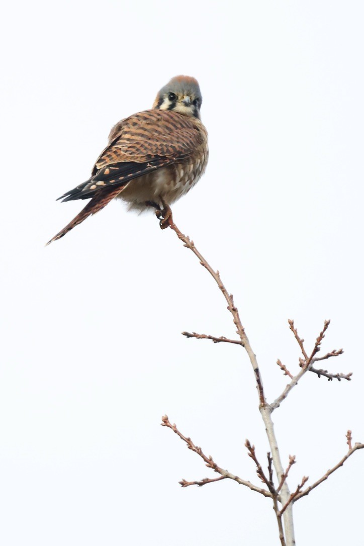 American Kestrel - ML646797174