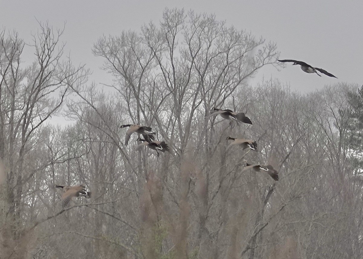 カナダガン - ML646797175