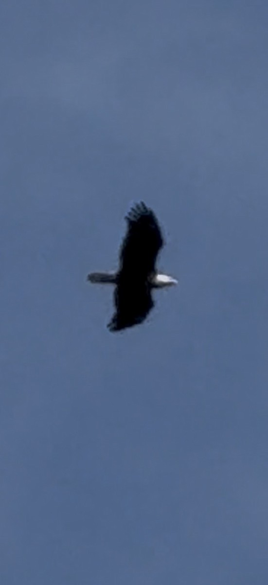 Pygargue à tête blanche - ML646797176