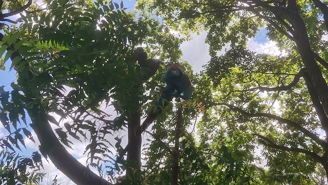 Red-and-green Macaw - ML646797177